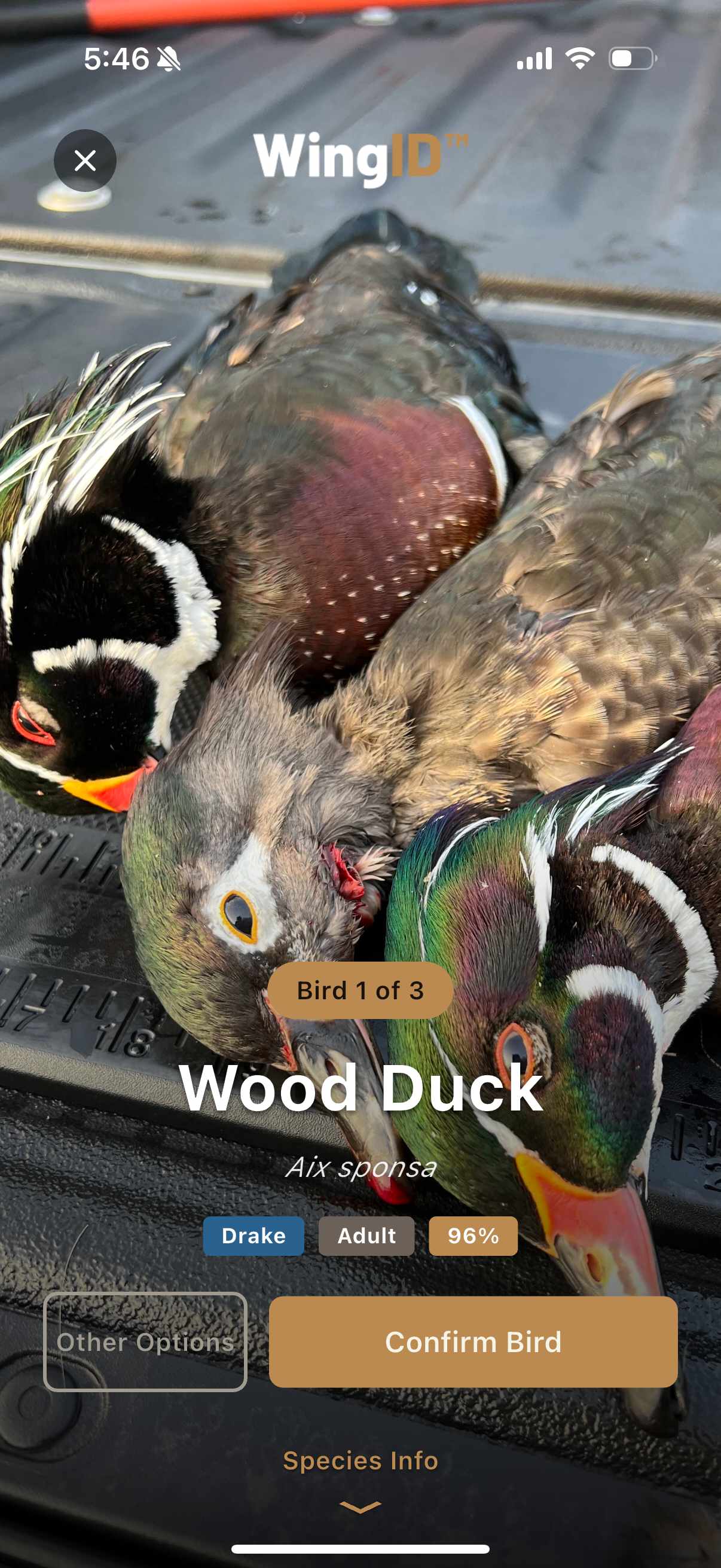 WingID Wood Duck identification at 96%